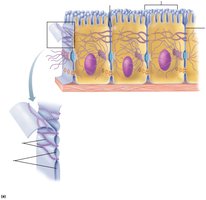 Tight junctions between epithelial cells