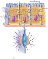 Desmosomes between cells
