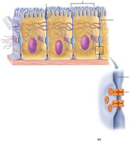 Gap junctions between cells