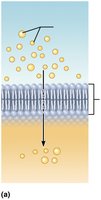 Simple diffusion through the plasma membrane