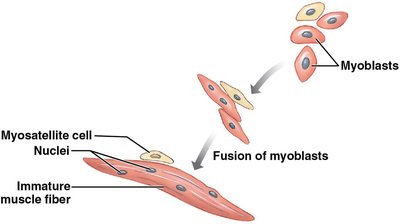 Diagram showing fusion of myoblasts and presence of myosatellite cells