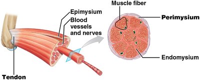 Diagram showing epimysium, perimysium, endomysium, and muscle fascicle organization