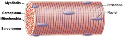 Structure of a skeletal muscle fiber showing sarcolemma, sarcoplasm, myofibrils, nuclei, and mitochondria