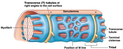 Diagram showing T tubules and sarcoplasmic reticulum in a muscle fiber