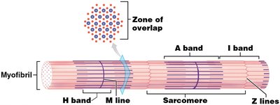 Diagram of a sarcomere showing Z lines, I band, A band, M line, H band, and zone of overlap