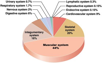 Pie chart showing the percentage of body weight contributed by each organ system, with muscular system at 44%