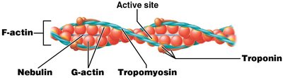 Structure of thin filaments showing F-actin, G-actin, nebulin, tropomyosin, and troponin