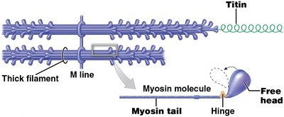 Structure of thick filaments showing myosin, titin, and hinge