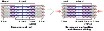 Diagram showing sarcomere at rest and during contraction