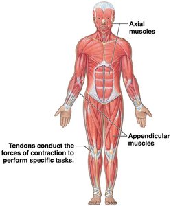 Diagram of axial and appendicular muscles