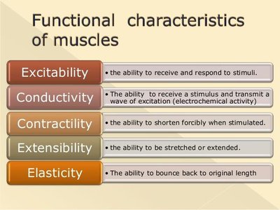 Functional characteristics of muscles