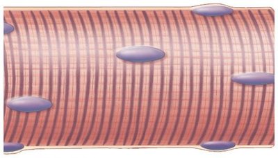 Comparison of skeletal, cardiac, and smooth muscle tissues