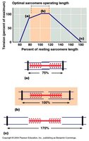 Graph showing optimal sarcomere length and tension