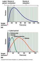 Graph showing refractory periods in muscle types