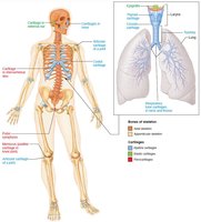 Locations and types of cartilage in the human skeleton