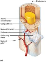 Structure of endosteum and bone marrow