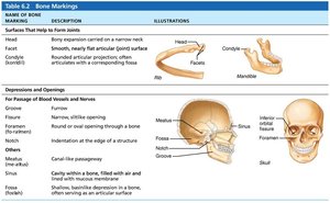 Table of bone markings: surfaces and depressions