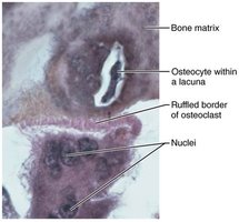 Osteocyte and osteoclast in bone matrix