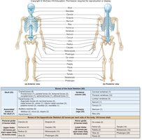 Axial and appendicular skeleton with bone classification table