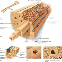 Structure of compact bone and osteon