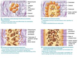 Steps of intramembranous ossification