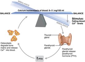Calcium homeostasis and PTH regulation
