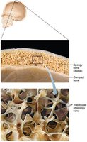 Spongy bone diploe and trabeculae in flat bone