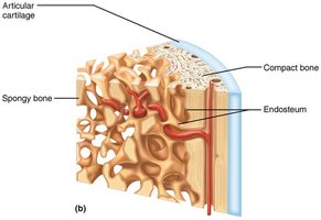 Anatomy of a long bone