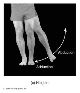 Anatomy & Physiology Joints Study Guide | Key Concepts | Notes