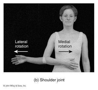 Anatomy & Physiology Joints Study Guide | Key Concepts | Notes