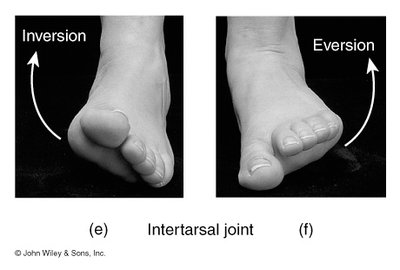 Inversion Joint Example Anatomy & Physiology Joints Study Guide | Key Concepts | Notes