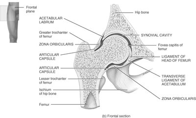 Hip Complex Anatomy & Physiology Joints Study Guide | Key Concepts | Notes