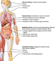 Overview of four basic tissue types in the human body