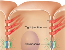 Cell junctions: tight junction and desmosome