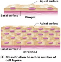 Classification based on number of cell layers: simple and stratified