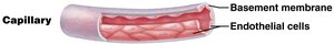 Endothelium lining blood vessels