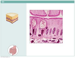 Simple columnar epithelium in small intestine