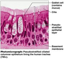 Pseudostratified ciliated columnar epithelium in trachea