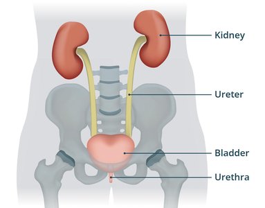 General anatomy of the urinary system