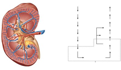 Major blood vessels of the kidney