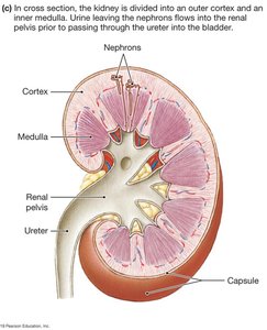 Structure of the nephron