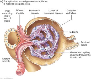 Renal corpuscle and filtration membrane