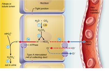 Renal regulation of acid-base balance