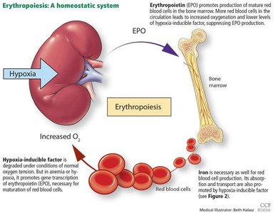 Erythropoietin and erythropoiesis