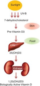 Vitamin D activation pathway
