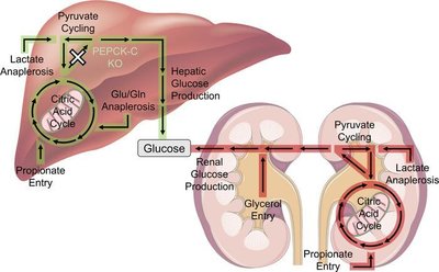 Renal gluconeogenesis