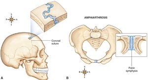 Examples of synarthrosis and amphiarthrosis joints