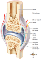 Structure of a diarthrotic joint