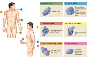 Types of synovial joints