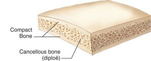 Section of a flat bone showing compact and cancellous bone